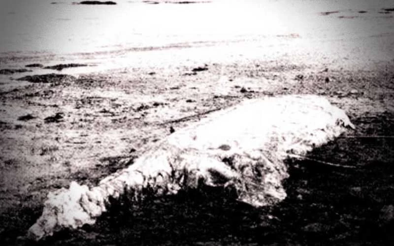 Το παράξενο πλάσμα που ξεβράστηκε στις ακτές του Χερβούργου, το 1934…